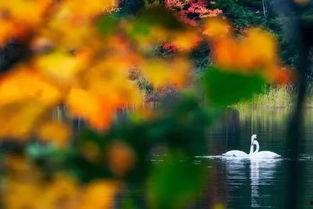 疏雨梧桐浅月朦胧,朦胧夜色绘诗意